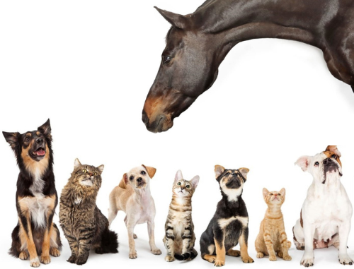 image chiens chats cheval Lecapitaine croquettes