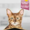 Chat Skin & Coat +